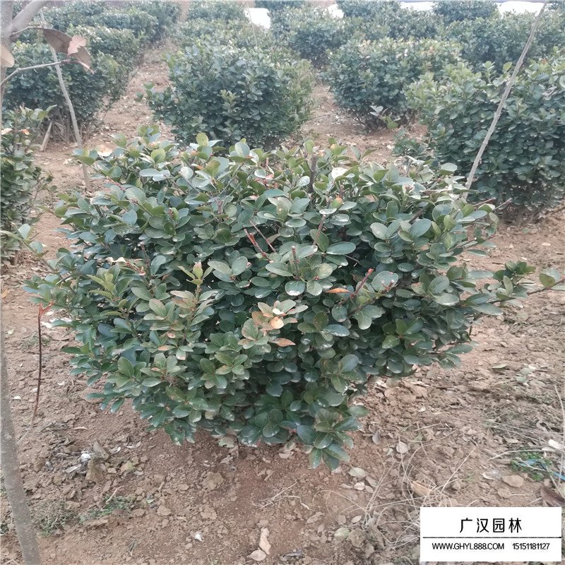 一米冠幅的大葉黃楊球價格