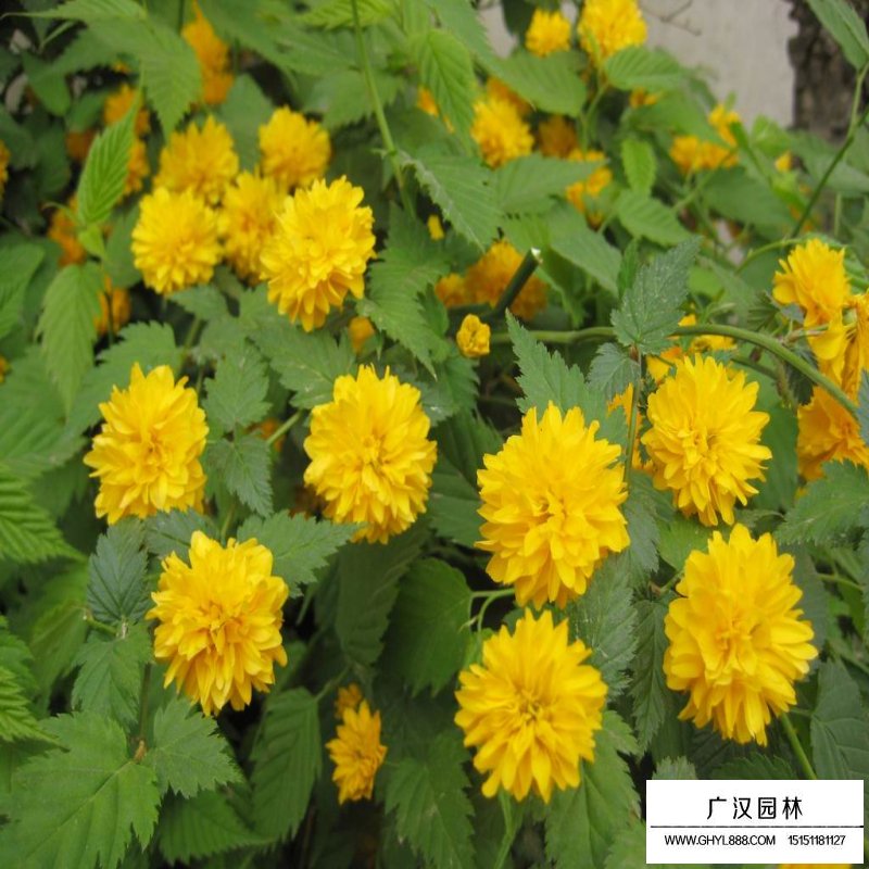 最新棣棠批發價格
