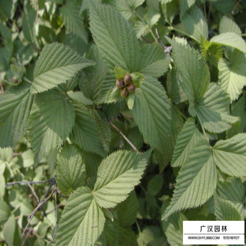 最新棣棠批發價格