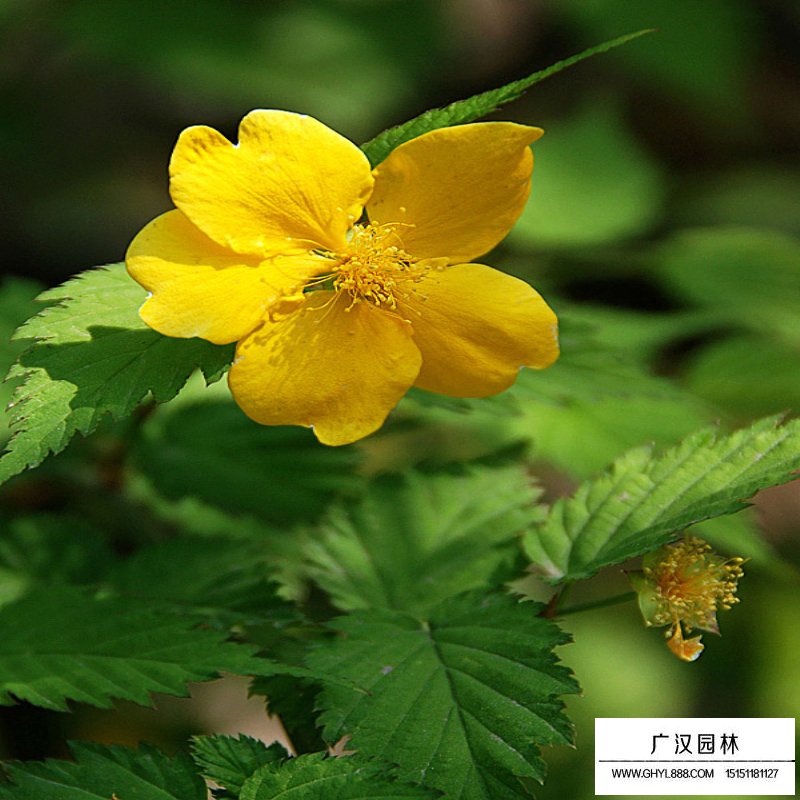 最新棣棠批發價格