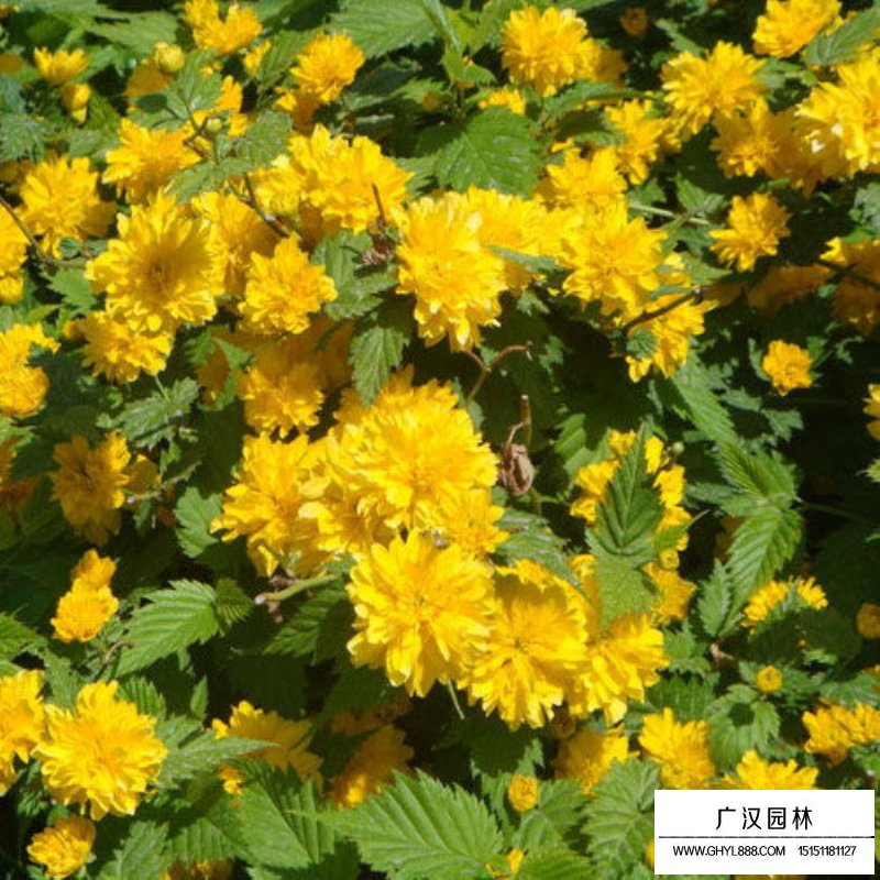 最新棣棠批發價格