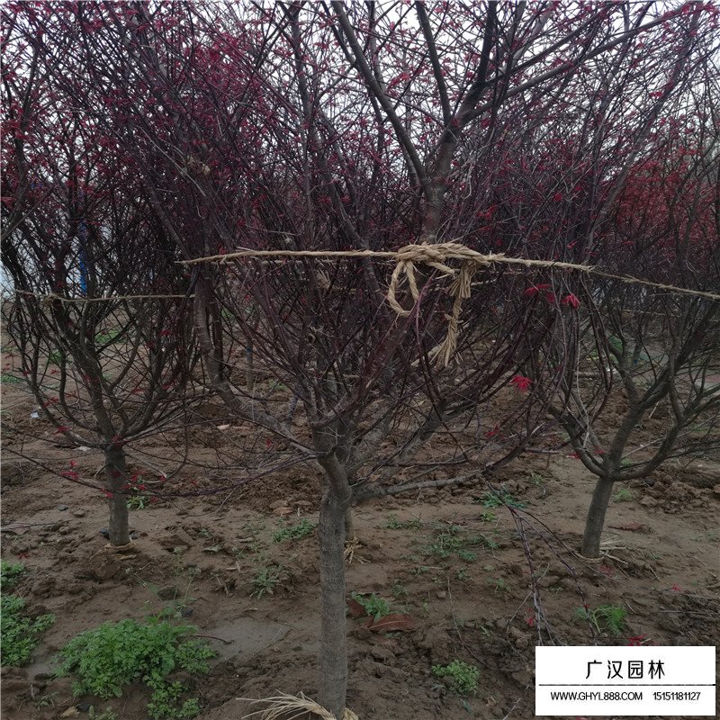 中國紅楓最新價格