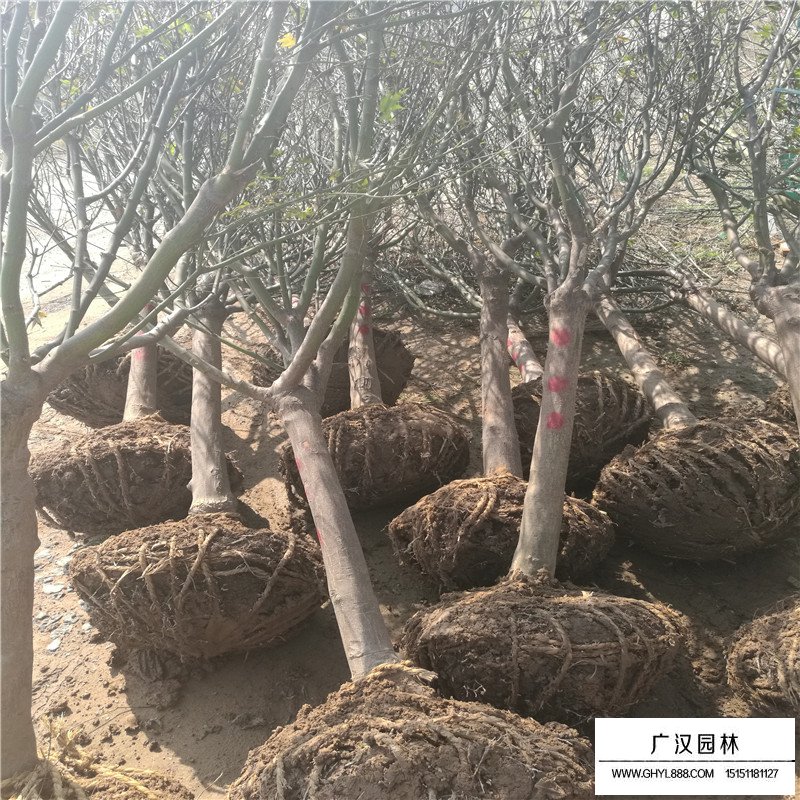 中國紅楓最新價格