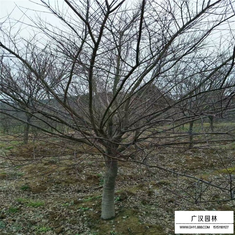 中國紅楓最新價格