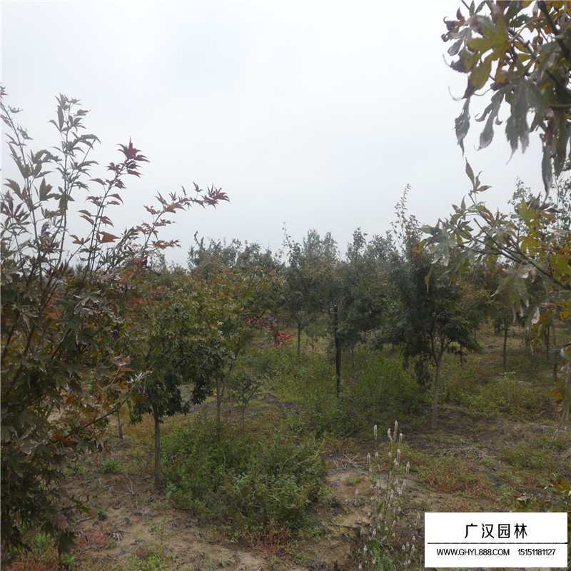 中國紅楓最新價格