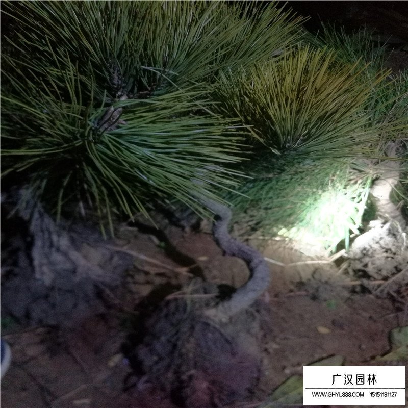 黑松景觀造型樹最新價格