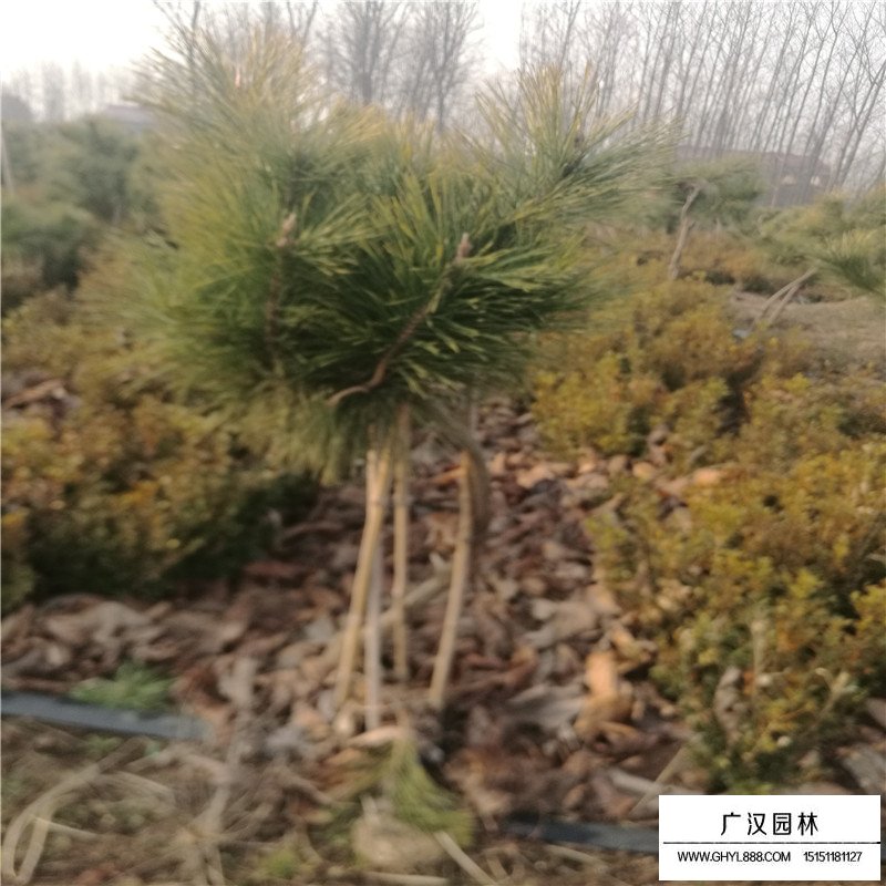 黑松景觀造型樹最新價格