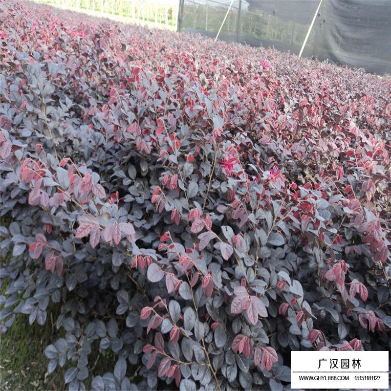 紅花繼木最新價格
