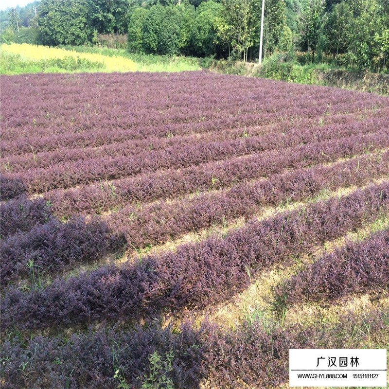 紅花繼木最新價格