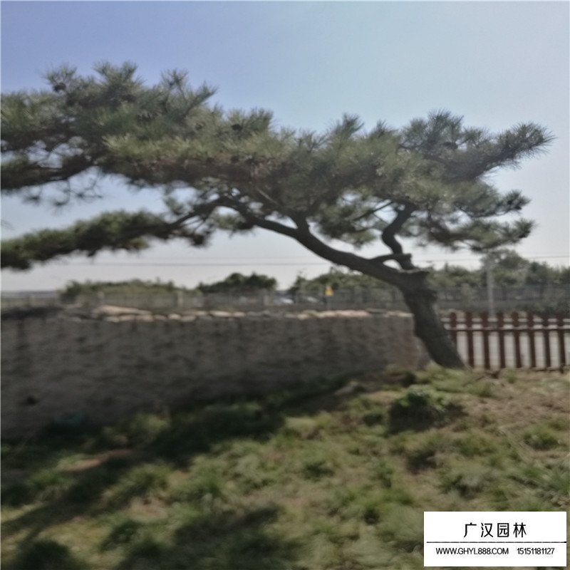 黑松景觀造型樹最新價格