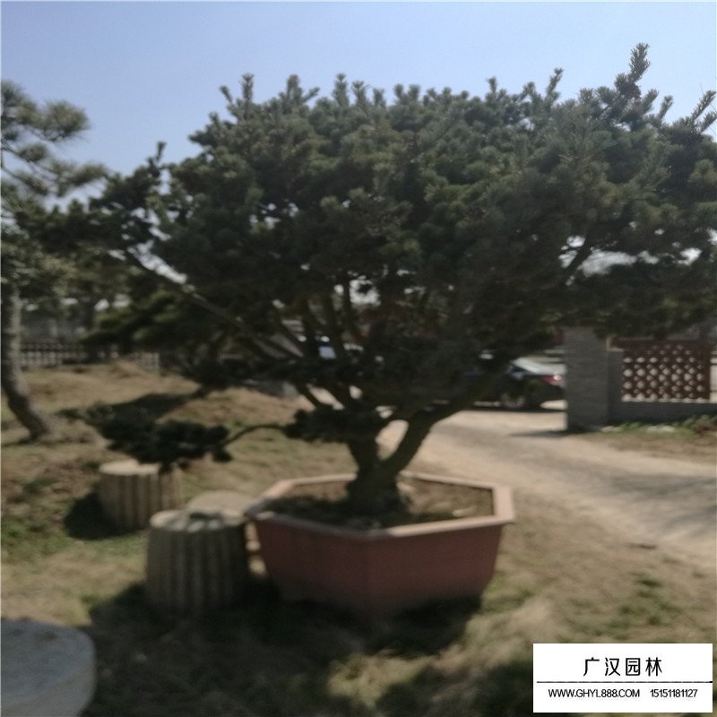 黑松景觀造型樹最新價格