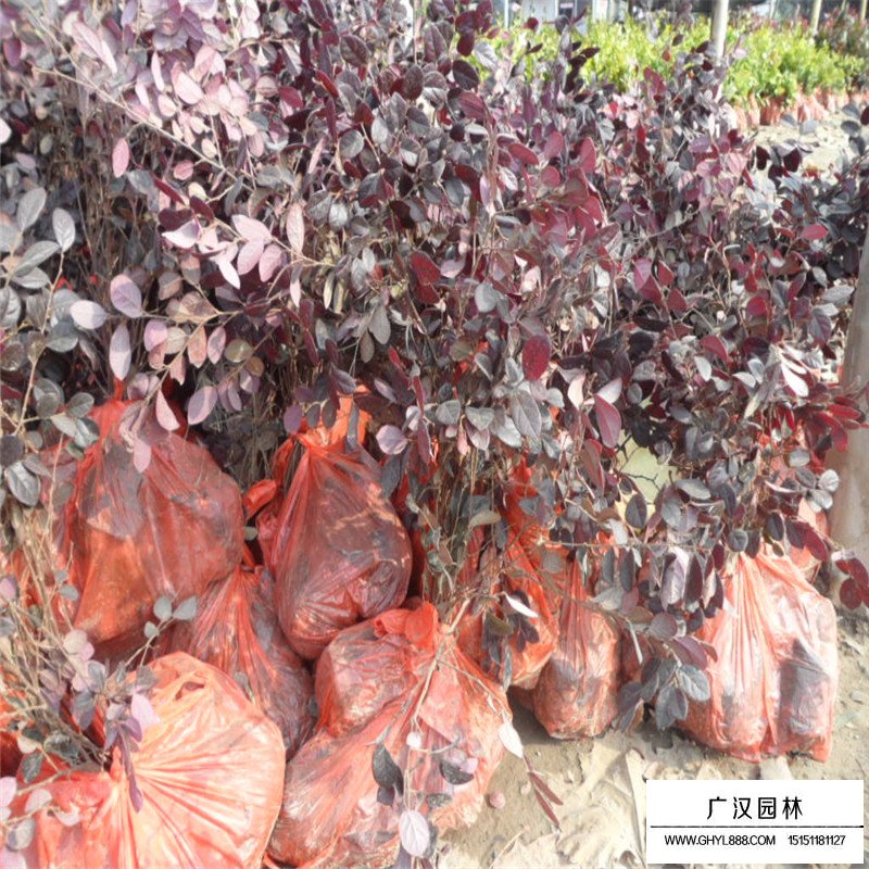 紅花繼木最新價格