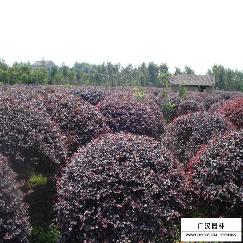 紅花繼木最新價格
