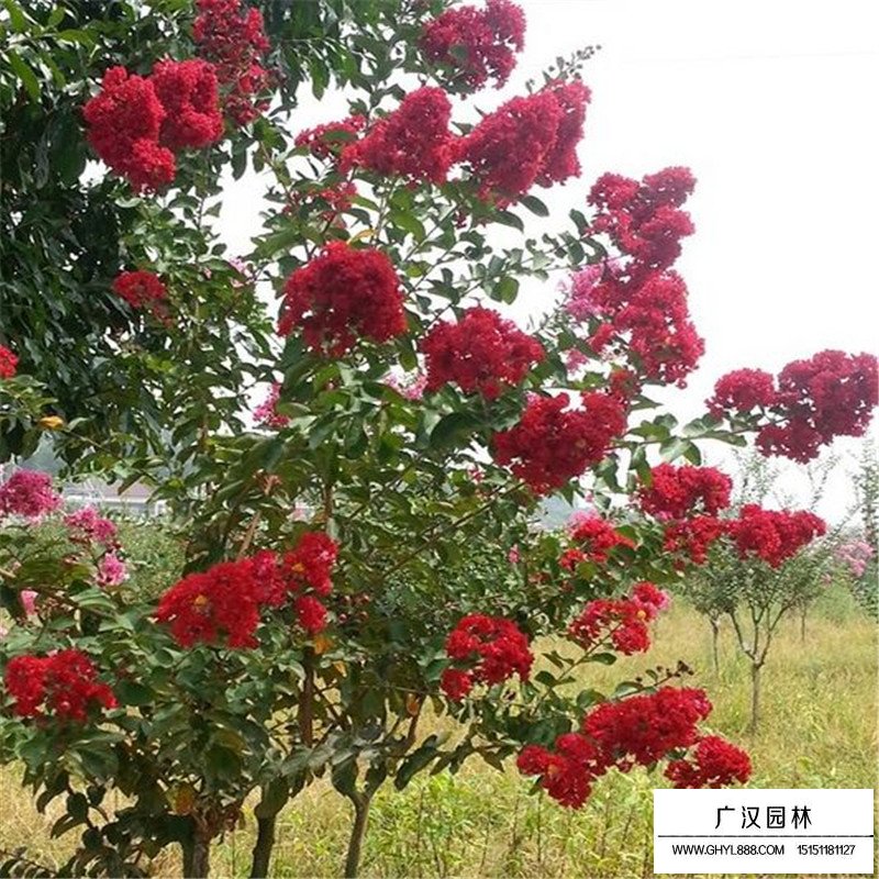 紅火箭紫薇價格
