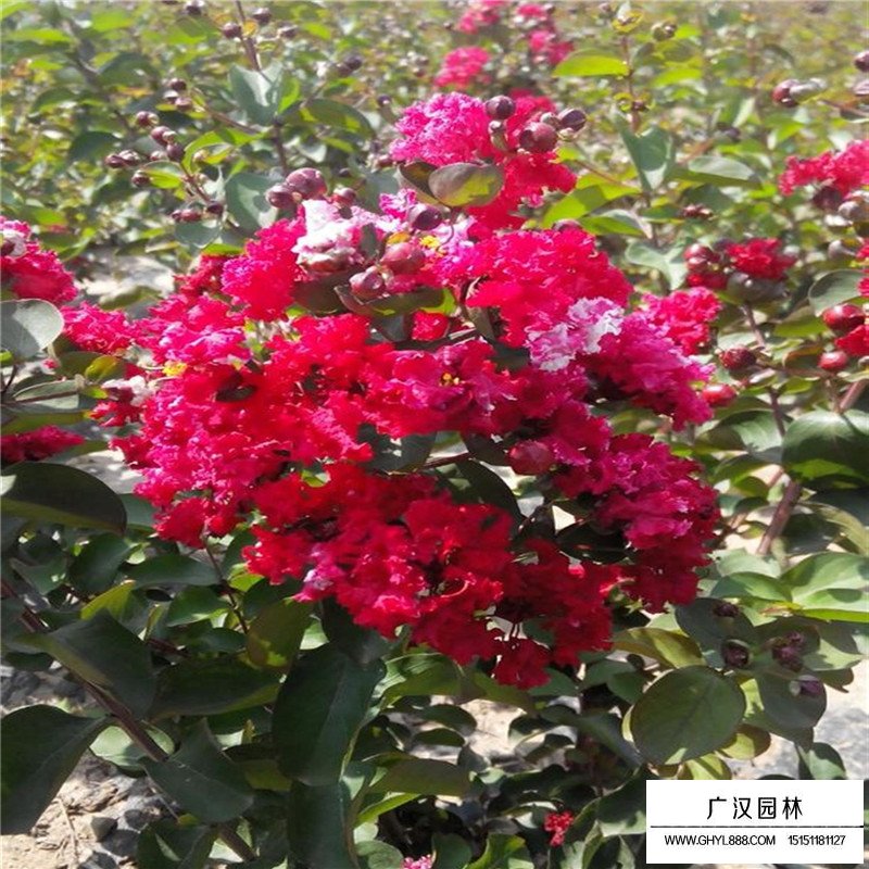 紅火箭紫薇價格