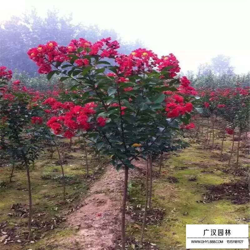 紅火箭紫薇價格