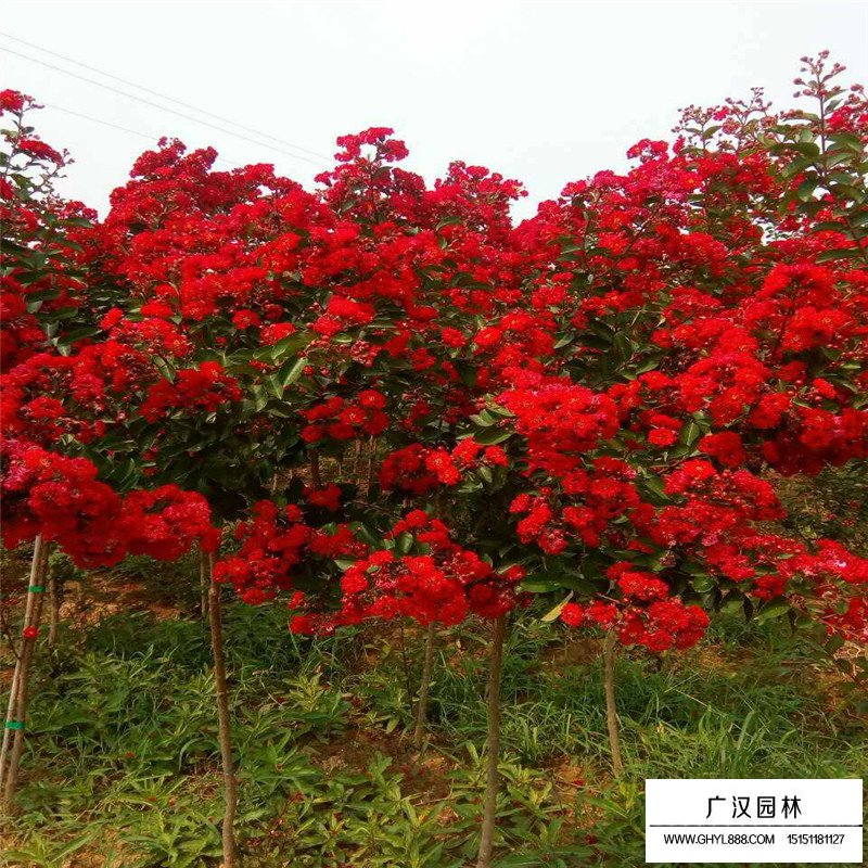 紅火箭紫薇價格