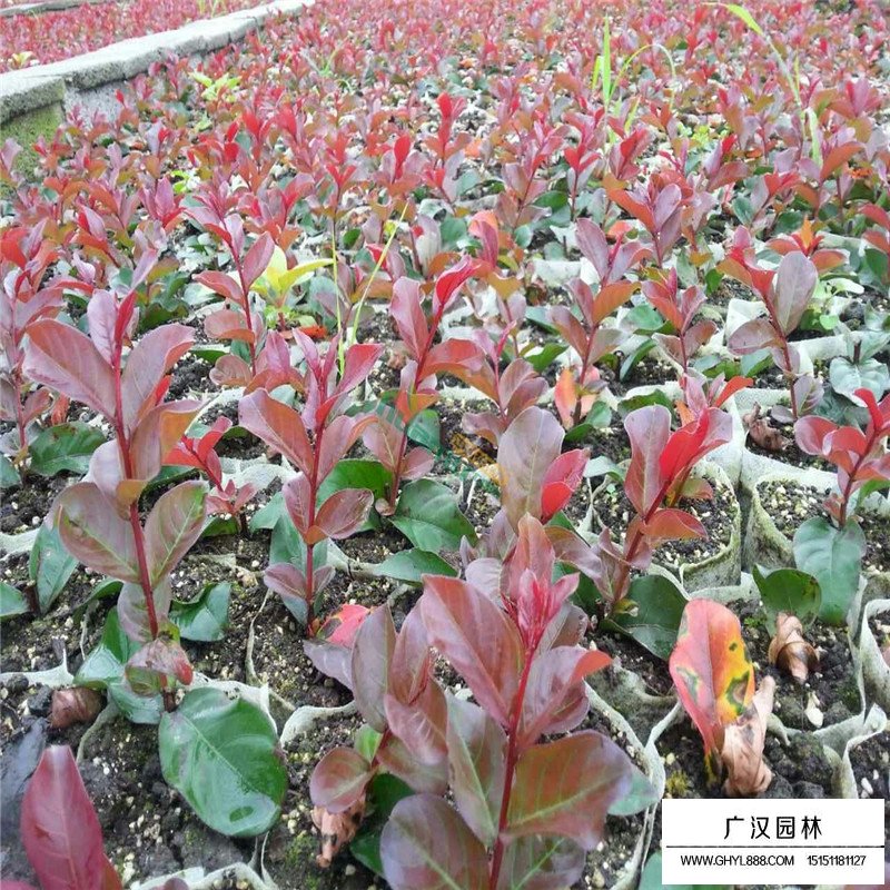 紅火箭紫薇價格