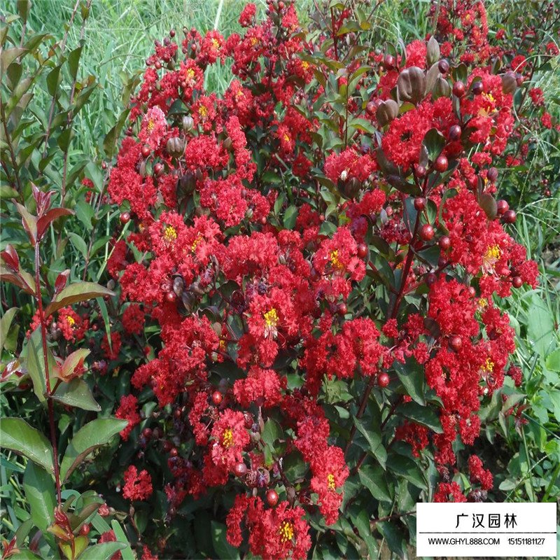 紅火箭紫薇價格