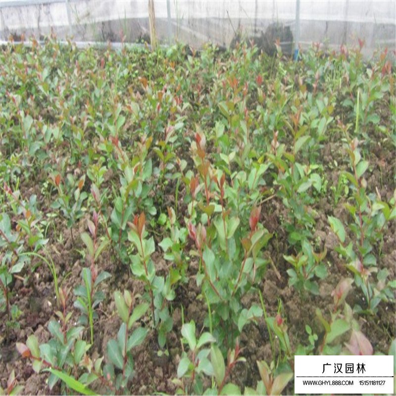 紅火箭紫薇價格