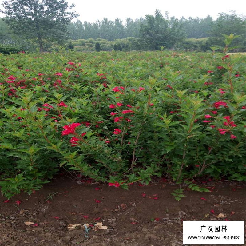紅王子錦帶花最新價格