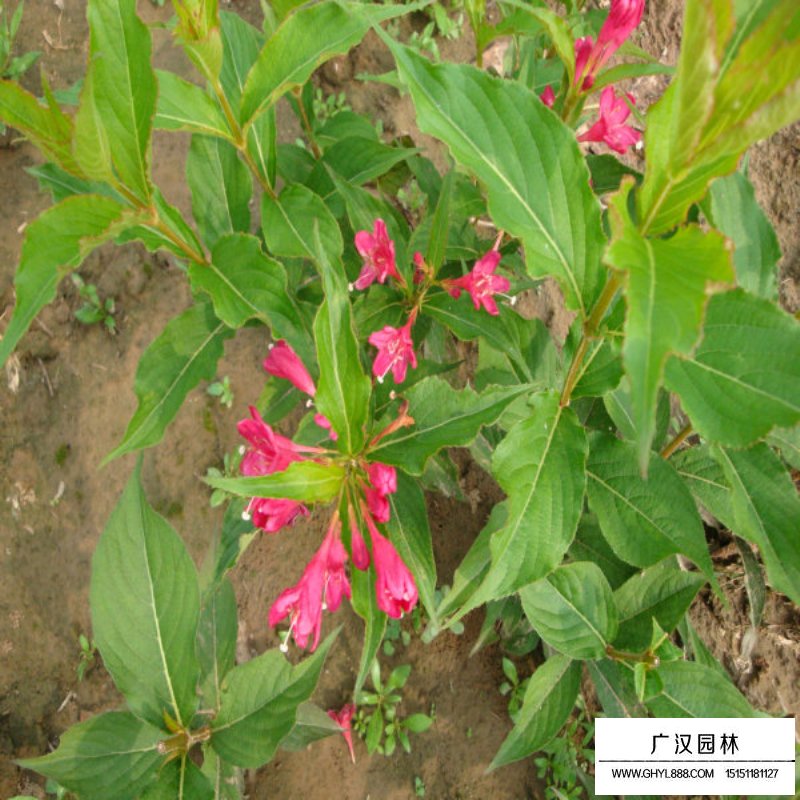 紅王子錦帶花最新價格