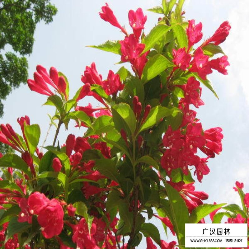 紅王子錦帶花最新價格(圖4)