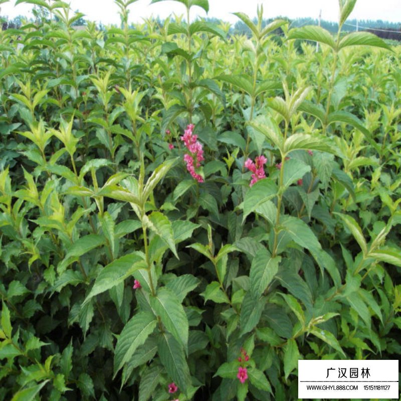 紅王子錦帶花最新價格(圖5)