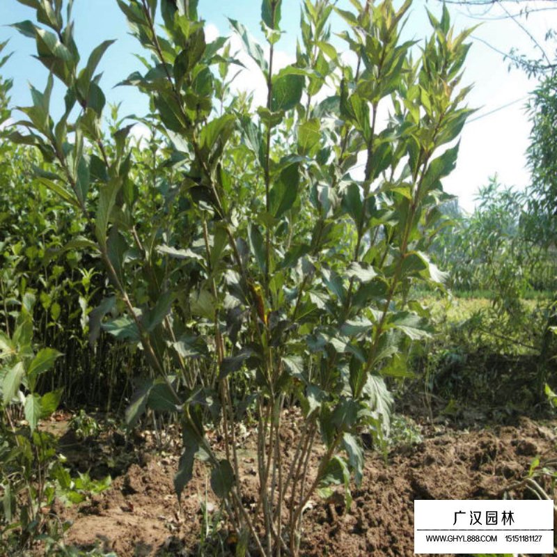 紅王子錦帶花最新價格