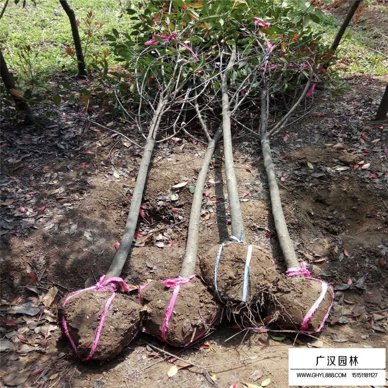 高桿石楠多少錢一棵