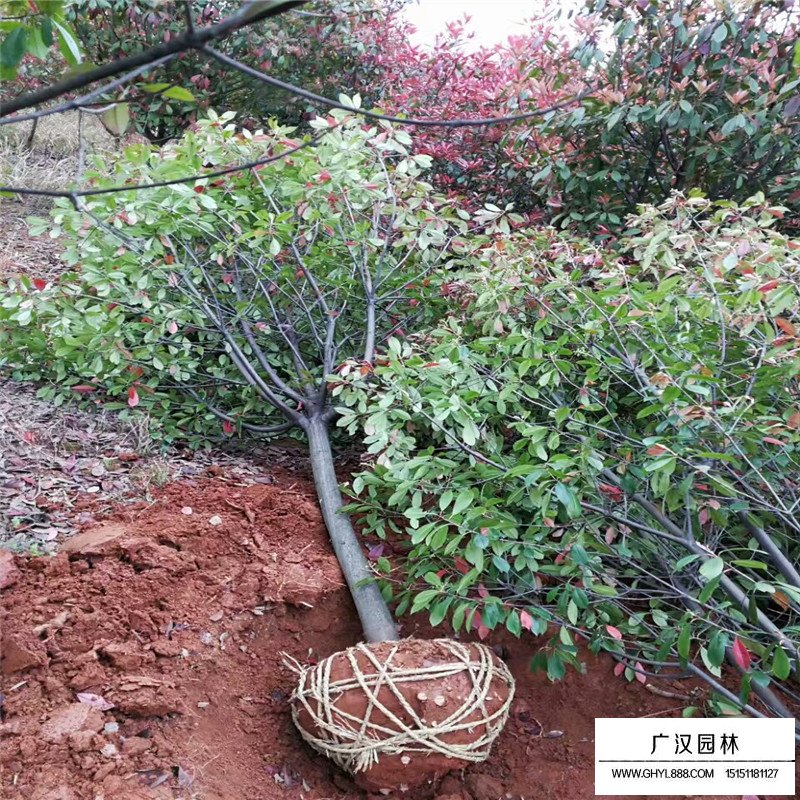 高桿石楠多少錢一棵