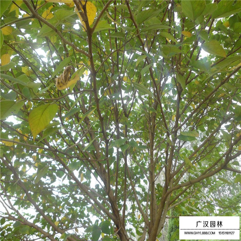 構樹小苗基地在什么地方