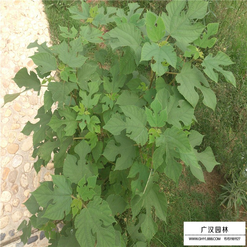 構樹小苗基地在什么地方