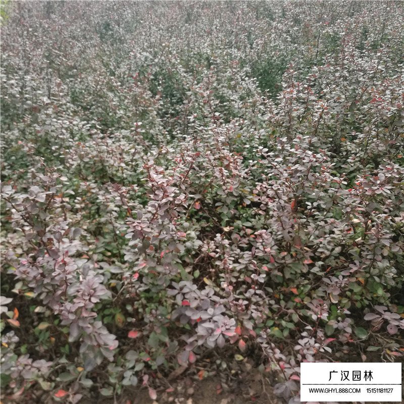 紅葉小檗