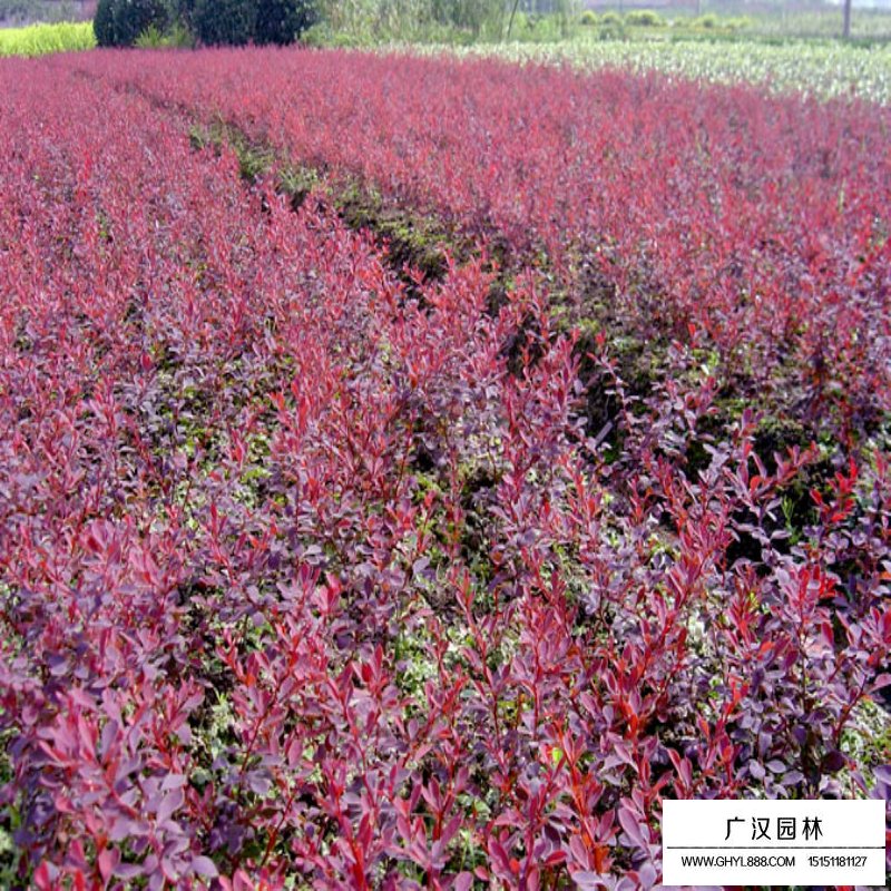 紫葉小檗