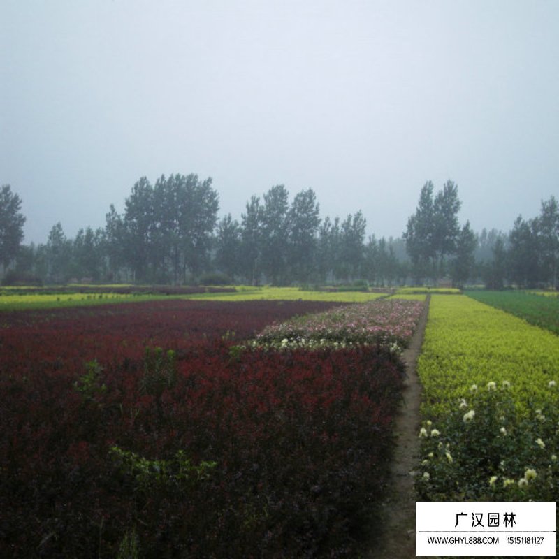 紫葉小檗