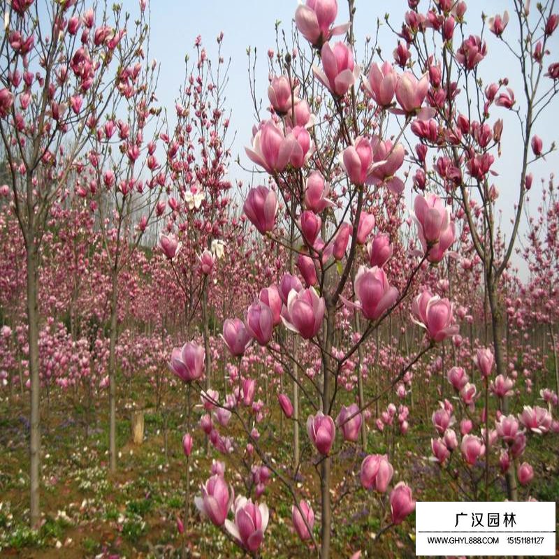 紅玉蘭樹批發價格
