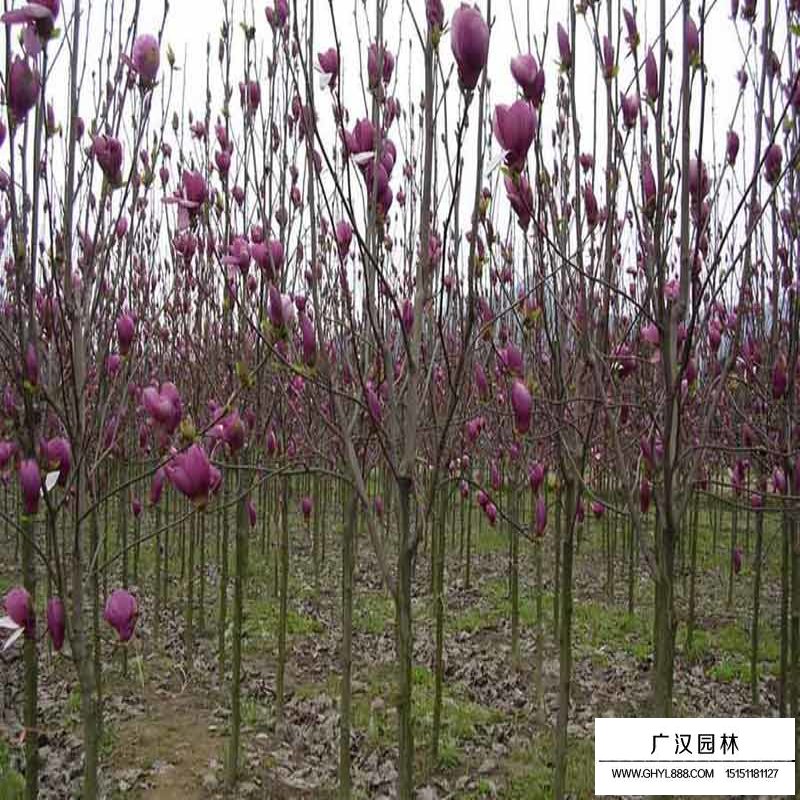 紅玉蘭樹批發價格