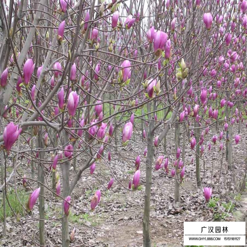 紅玉蘭樹批發價格