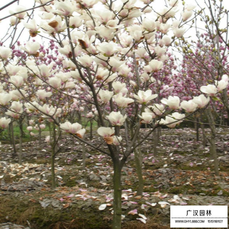紅玉蘭樹批發價格