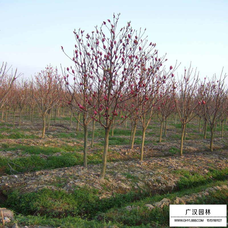 紅玉蘭樹批發價格