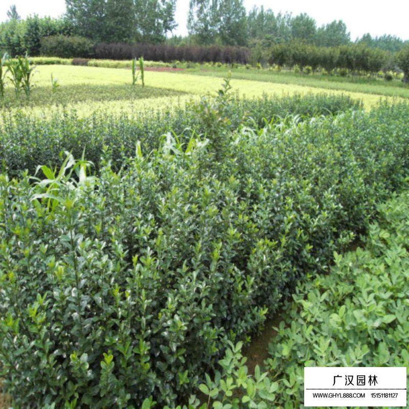 哪里有便宜的大葉黃楊出售