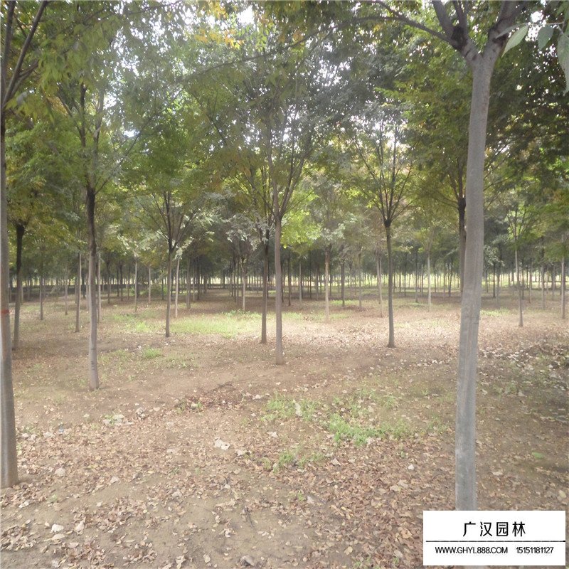 紅櫸樹價格