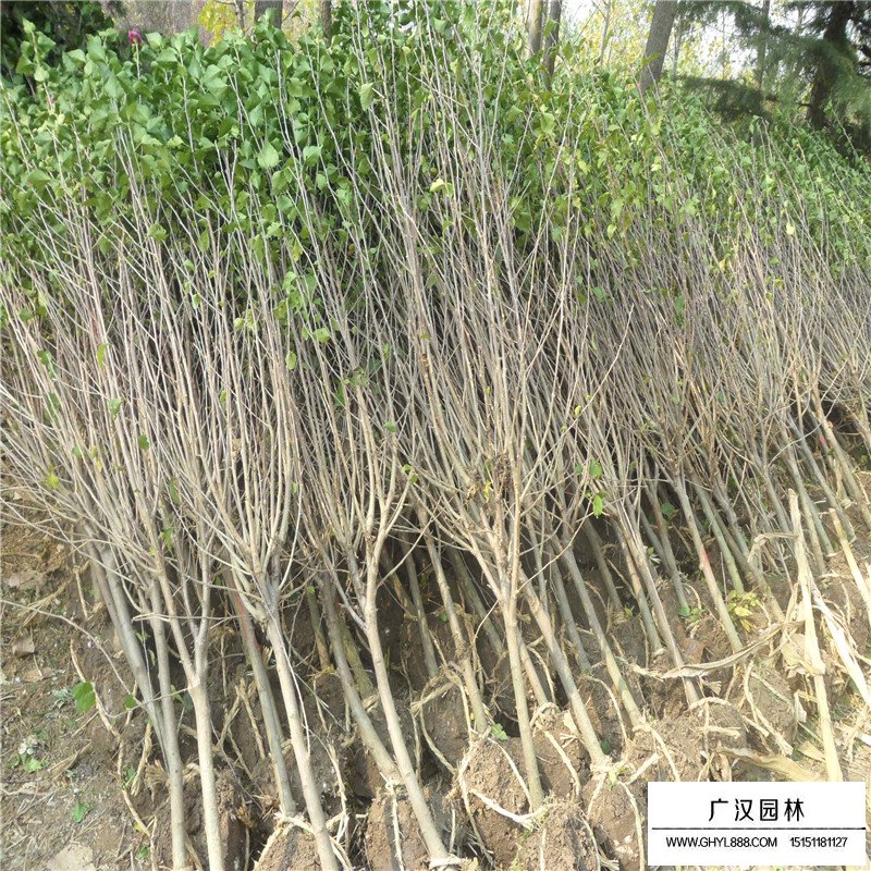 最新的獨桿木槿價格表