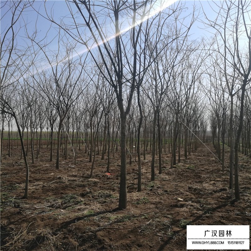 速生國槐小苗價格