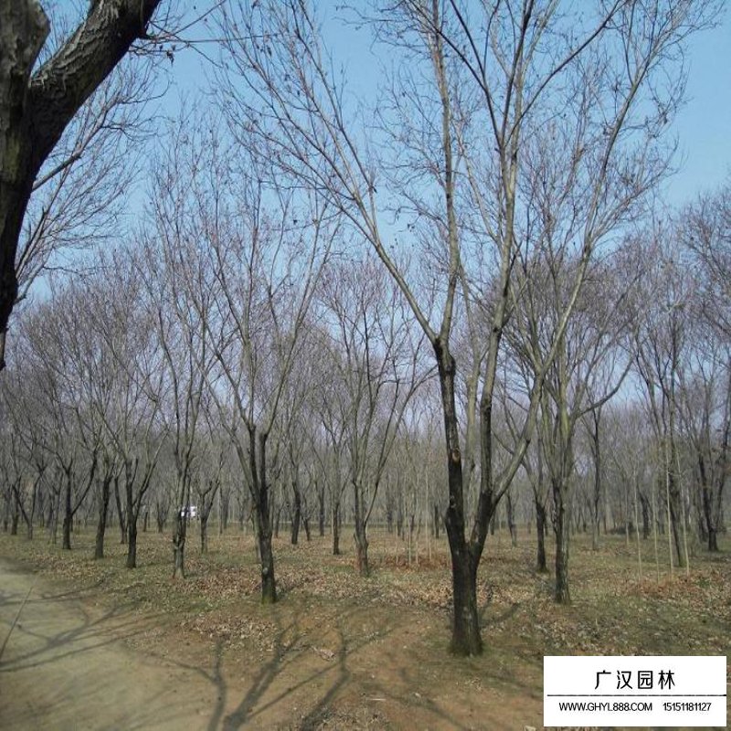板栗樹
