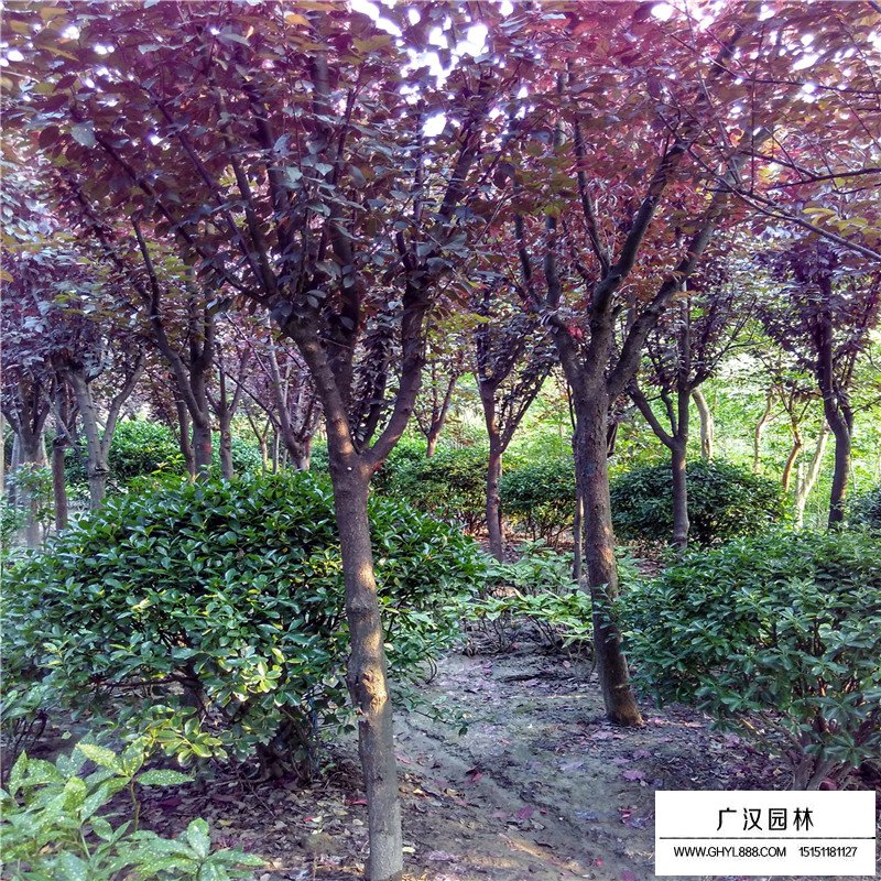 紅葉李小苗多少錢一棵