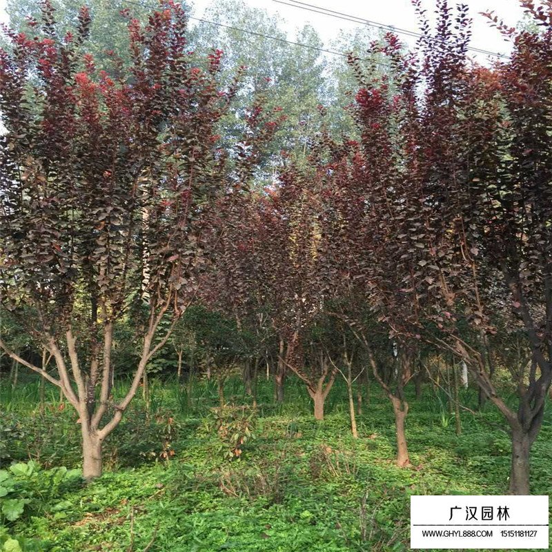 紅葉李小苗多少錢一棵