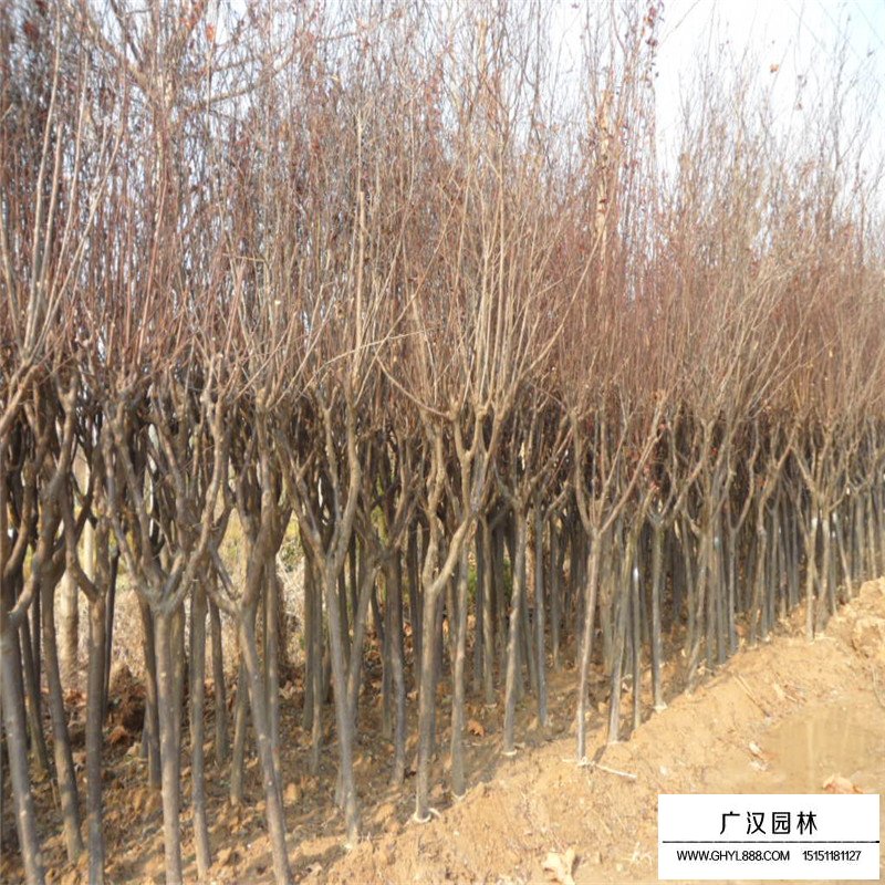 紅葉李小苗多少錢一棵