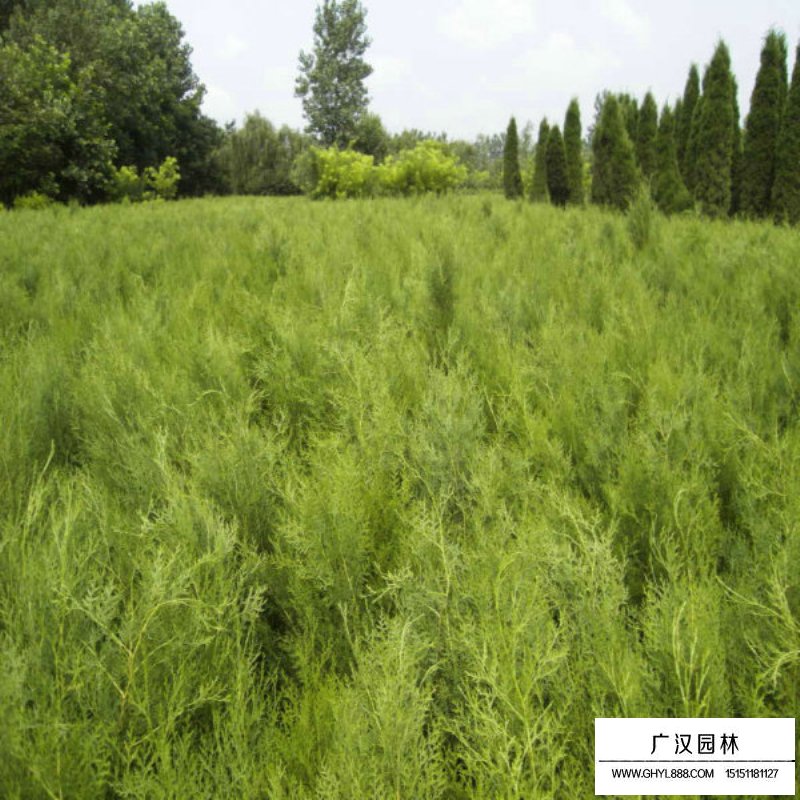 最新的扁柏價格行情